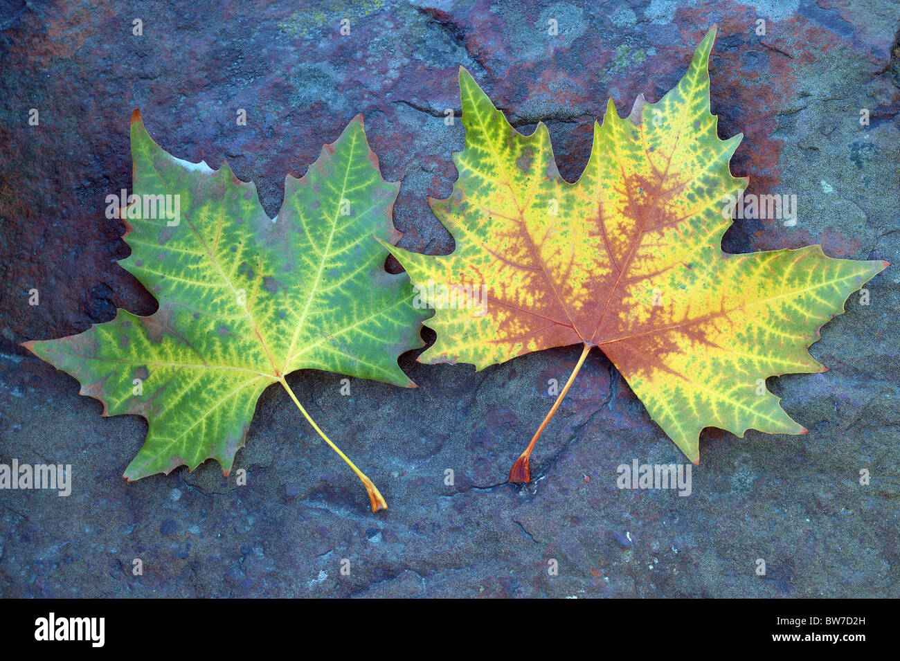 Platane deux feuilles d'automne sur le Platanus acerifolia pierre bleuâtre Banque D'Images