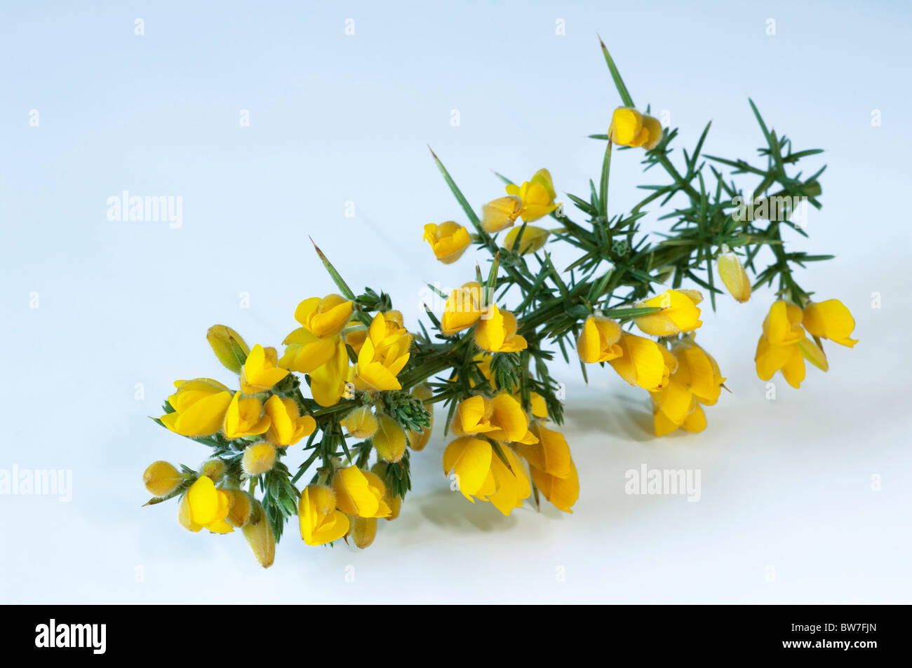 Furze ajoncs commun, (Ulex europaeus), rameau en fleurs. Banque D'Images