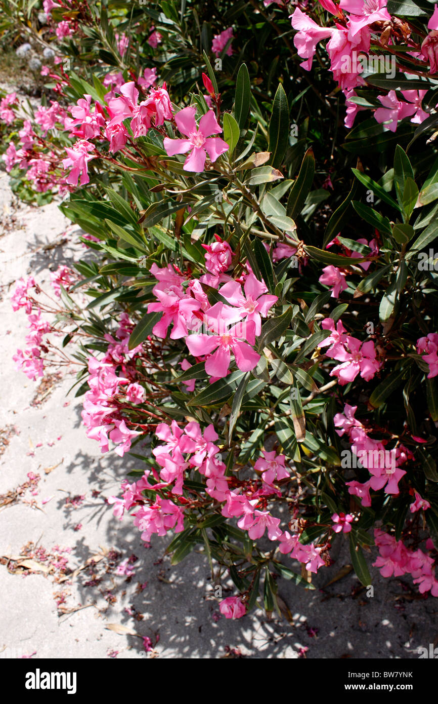 NERIUM OLEANDER. De lauriers roses. Banque D'Images