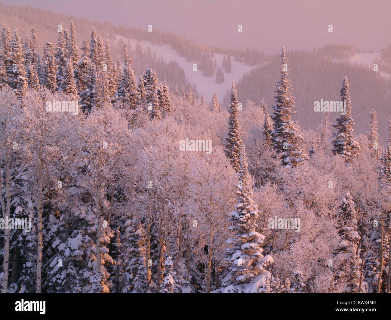 Lumière du soir rose baigne une forêt enneigée à Steamboat Springs, Colorado, USA. Banque D'Images