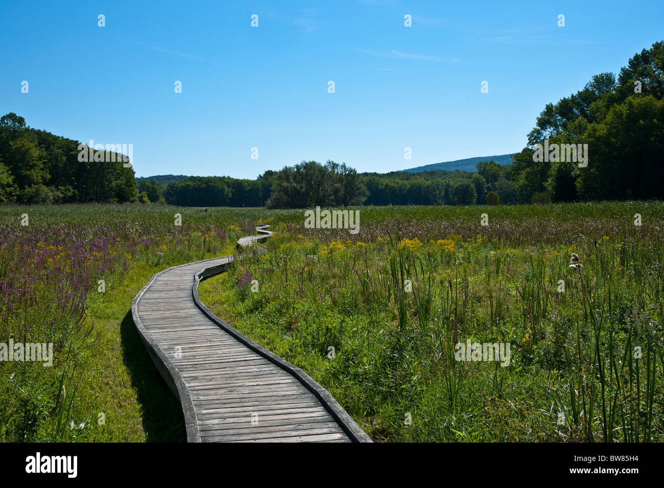 Wooden path de l'Appalachian Trail Banque D'Images
