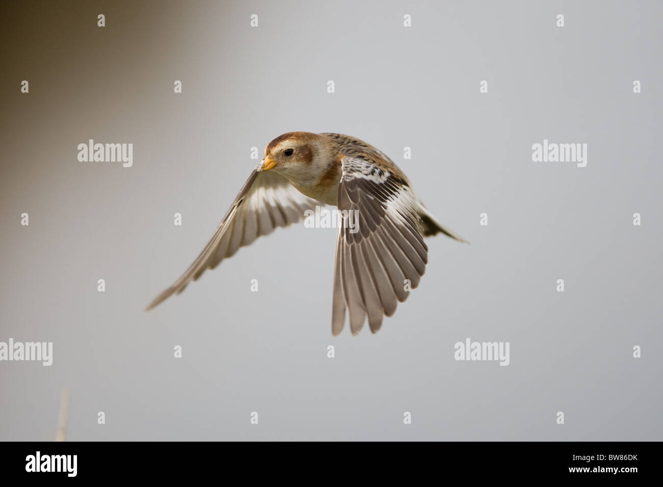 Le Bruant des neiges (Plectrophenax nivalis), est une espèce de passereau de la famille bunting. Banque D'Images