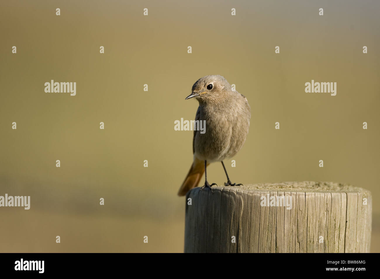 Le Rougequeue noir Phoenicurus ochruros est une espèce de passereau de la paruline flamboyante genre Phoenicurus. Banque D'Images