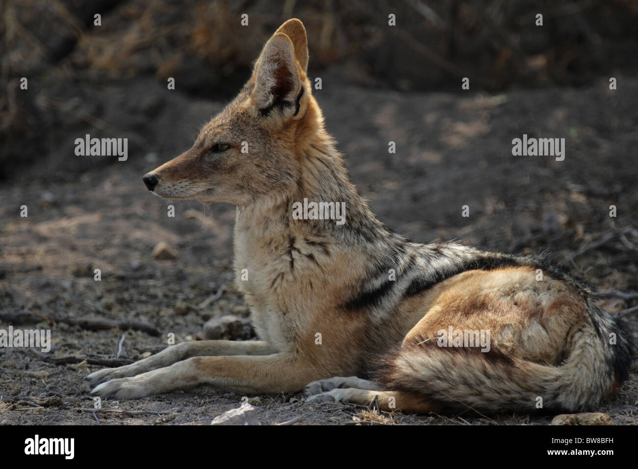 Le Chacal à dos noir (Canis mesomelas) reposant dans l'ombre. Parc National d'Etosha, Namibie Banque D'Images
