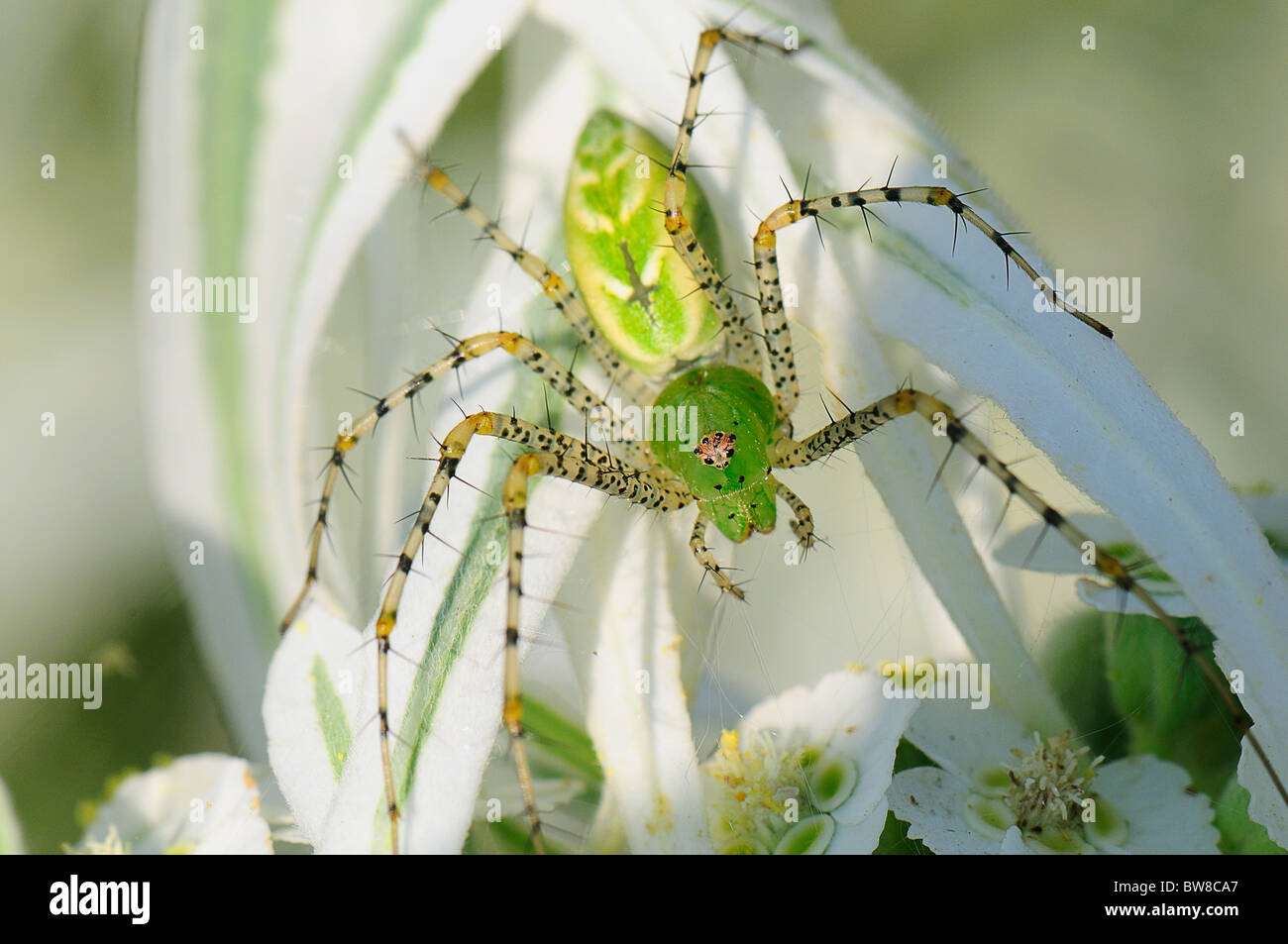 Neige sur la prairie,(Euphorbia bicolor) et Green Spider, Lynx (Peucetia viridans) Banque D'Images