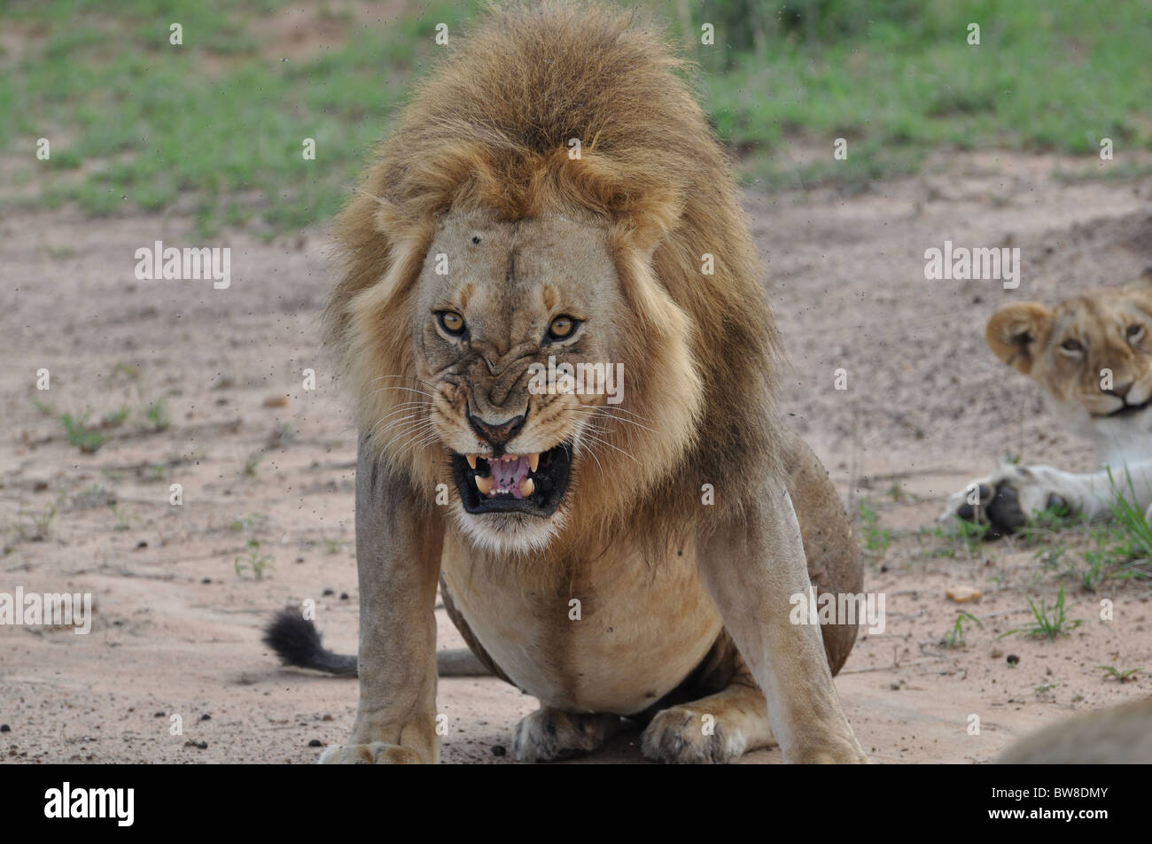 Lion Male Soulevees Dans Le Maine Lion Male En Colere Photo Stock Alamy Lion Male Soulevees Dans Le Maine Lion Male En Colere Photo Stock Alamy