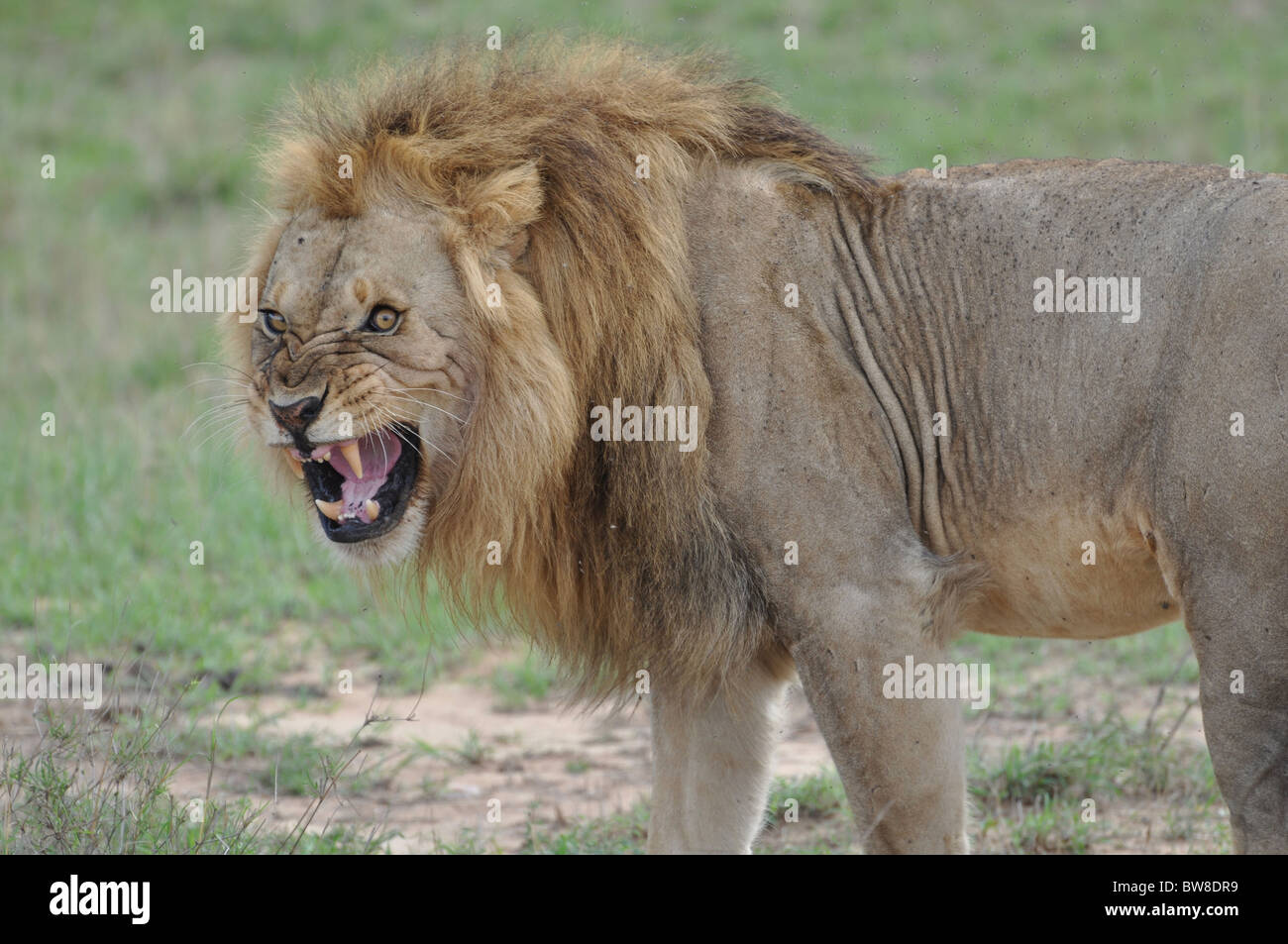 Lion en colère Banque D'Images