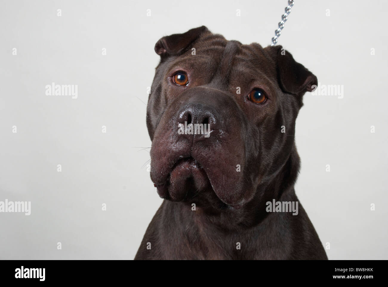 Sharpei american pit bull cross appelé Harvey. Banque D'Images