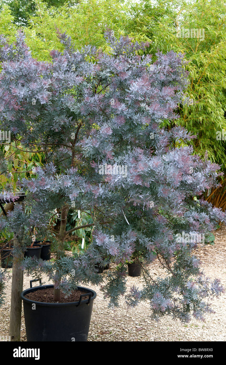 (Acacia baileyana purpurea ) Banque D'Images
