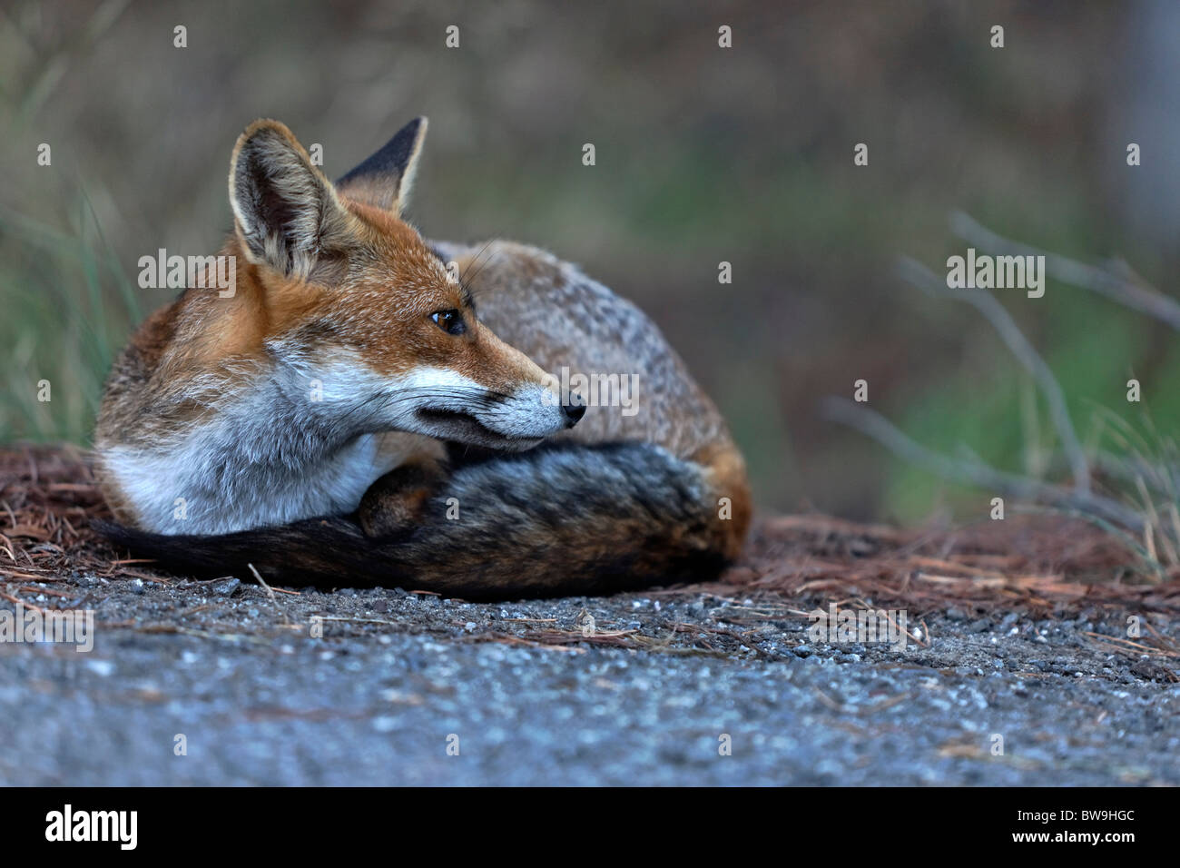 Close up of European fox (Vulpes vulpes) dans Parc Naturel de la Maremme, Toscane, Italie Banque D'Images