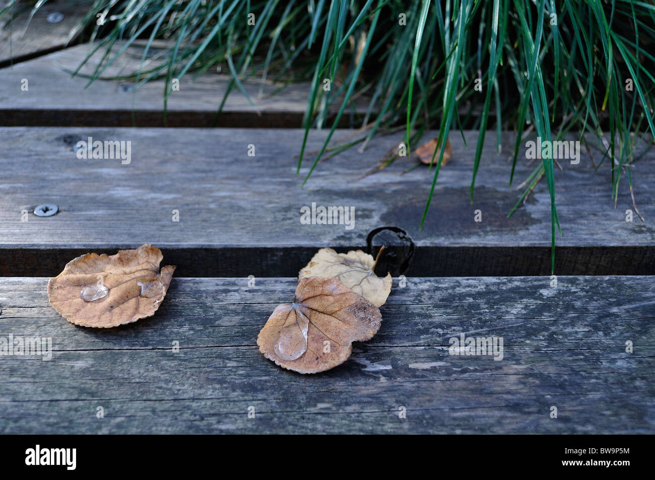 Les feuilles d'automne brun couvert de gouttes de couché sur banc de parc en bois Banque D'Images