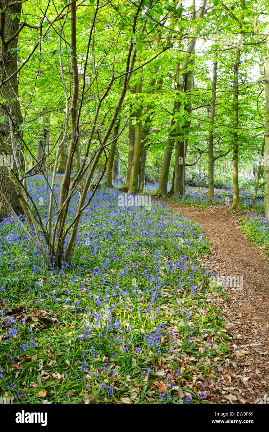 Chemin à travers les bois Bluebell à Sisland Carr, Norfolk. Banque D'Images