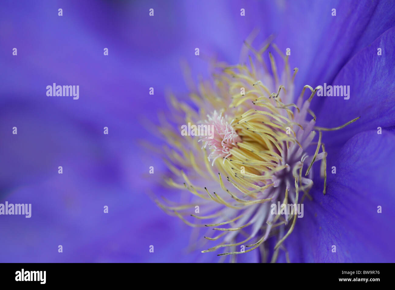 Plan macro sur une fleur de clématite Banque D'Images