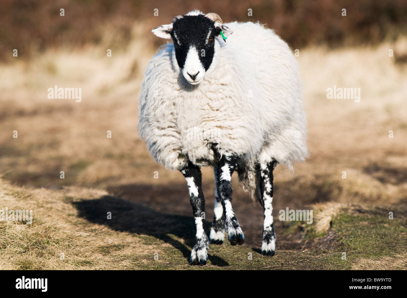 Un moutons Blackface met son meilleur jour puisqu'il marche sur la lande du Peak District. Banque D'Images