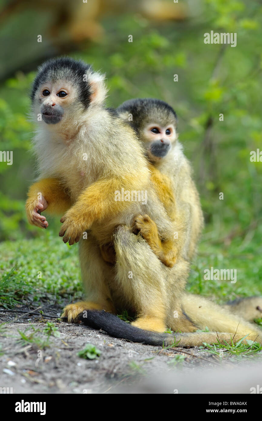 Cute singe écureuil (Saimiri avec bébé) sous-famille : saimiriinae Banque D'Images