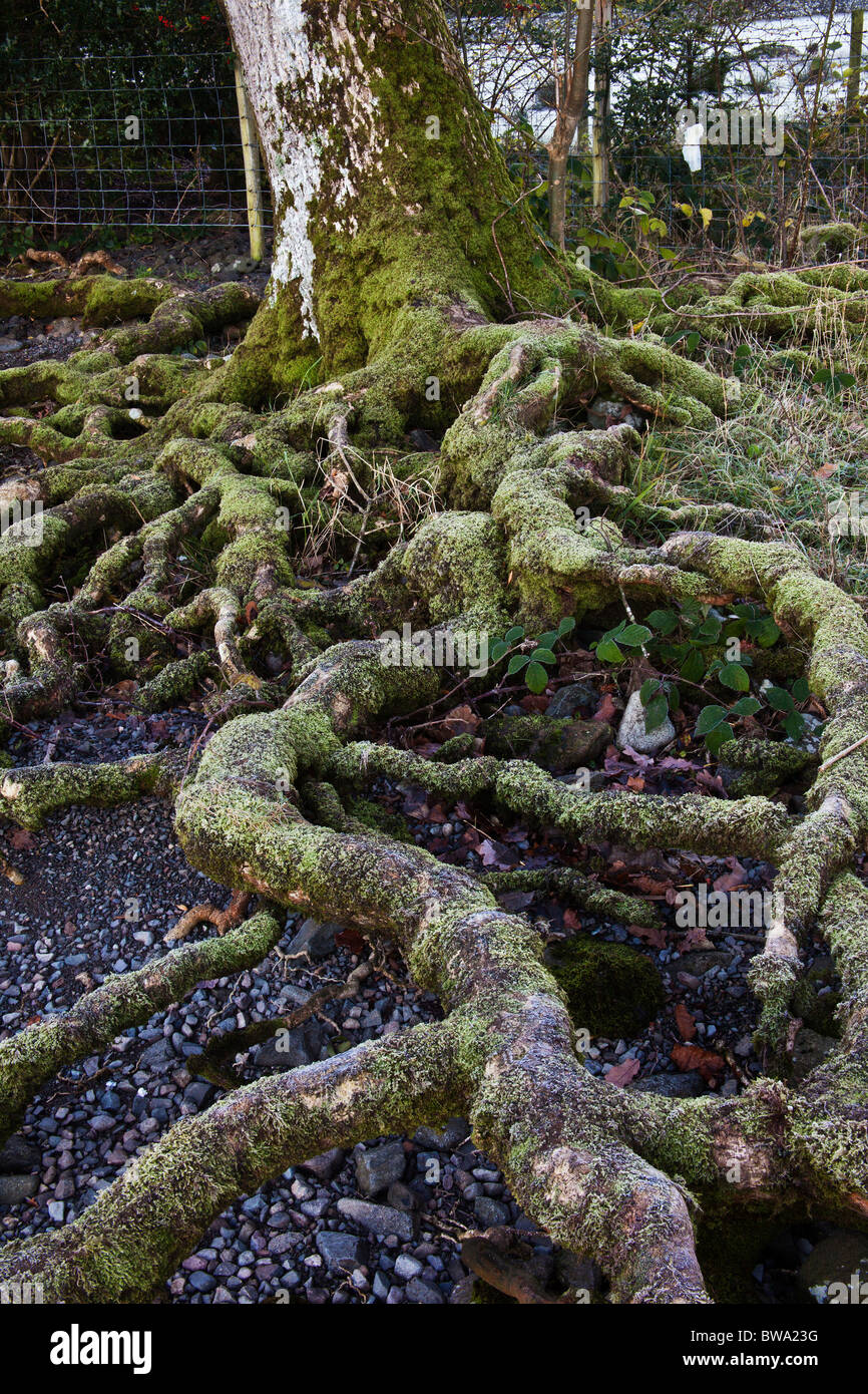 Racine de l'arbre noueux, Derwentwater, Cumbria Banque D'Images