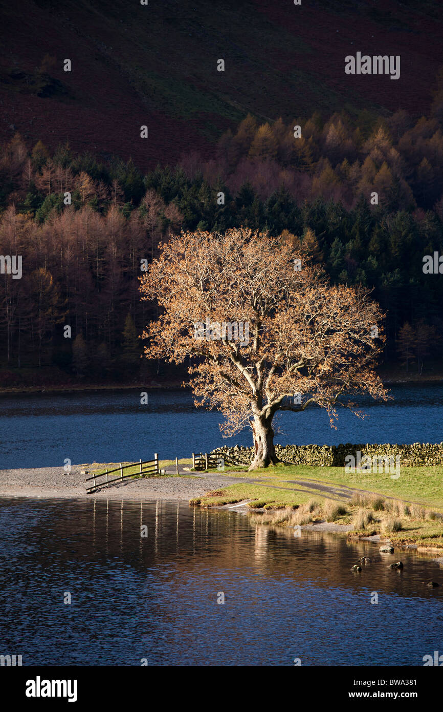 Lone Ash à Buttermere, Lake District National Park Banque D'Images