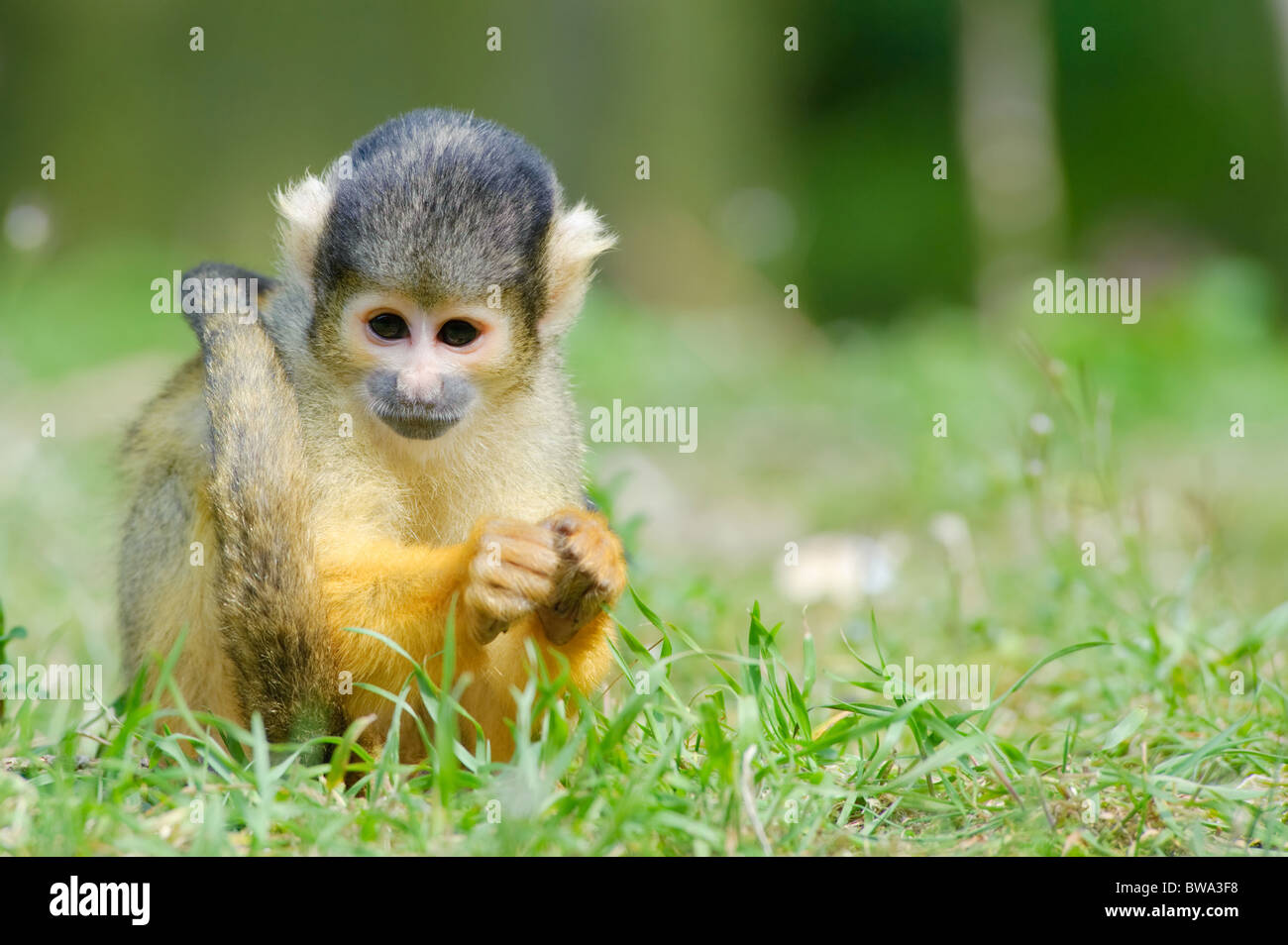 Cute singe écureuil (Saimiri) sous-famille : saimiriinae Banque D'Images