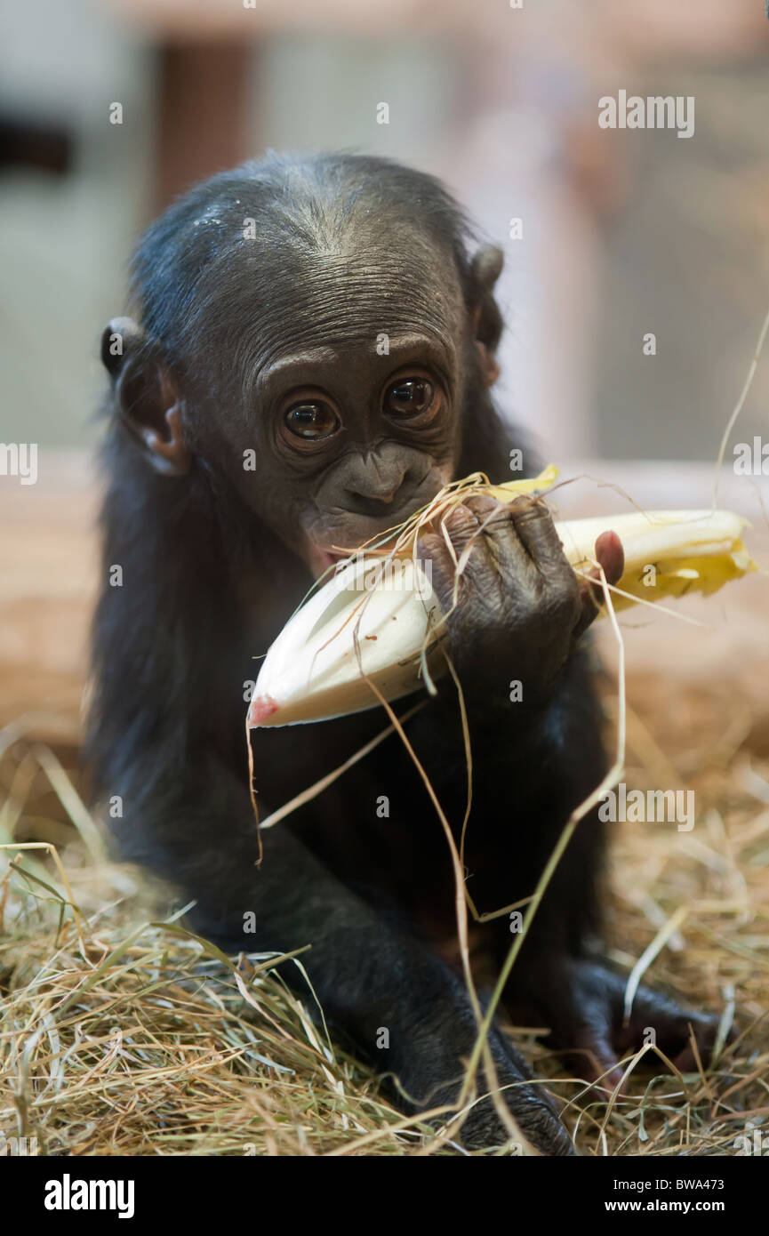 Mignon bébé singe Bonobo (pan paniscus) Banque D'Images