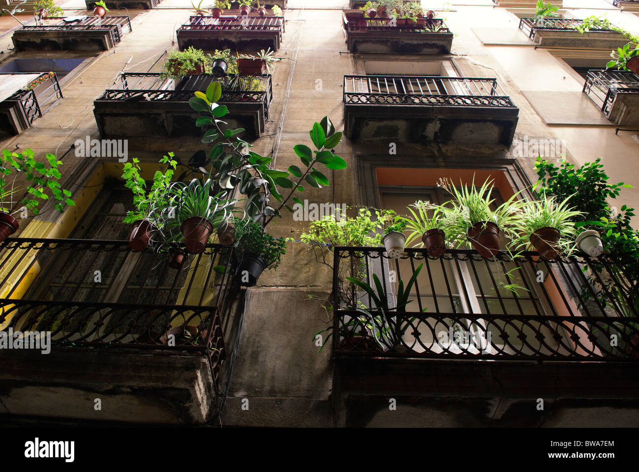 Plantes en pot sur les balcons dans ruelle dans le "barrio gotico', la vieille ville de Barcelone, Espagne Banque D'Images