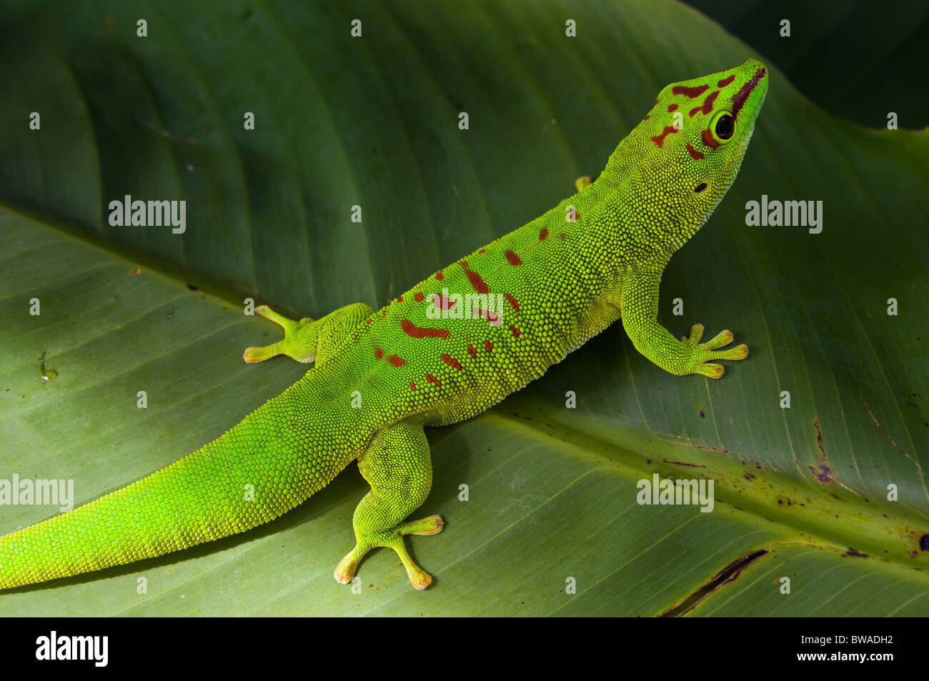 Madagascar gecko géant jour sur feuille de bananier Banque D'Images