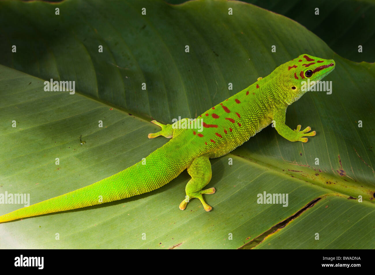 Gecko géant de Madagascar journée Banque D'Images