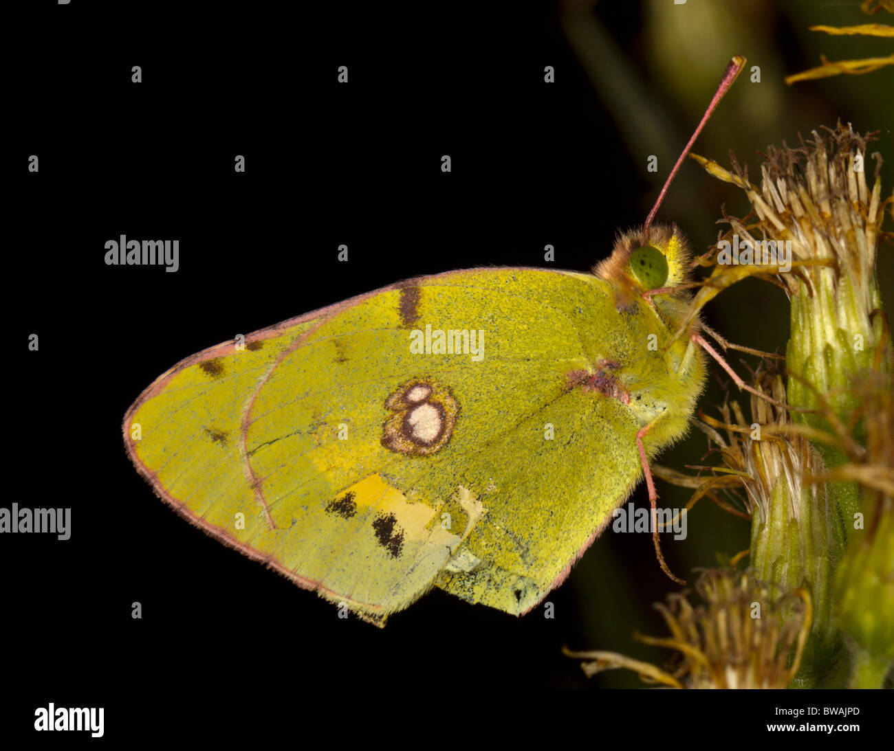 Papillon jaune assombrie (Crolias croceus) Banque D'Images