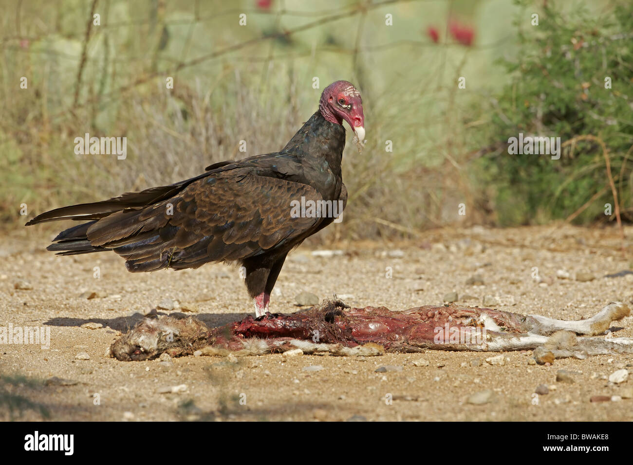 Urubu Cathartes aura) désert de Sonora - Arizona - USA - Se nourrir de la carcasse jackrabbit Banque D'Images