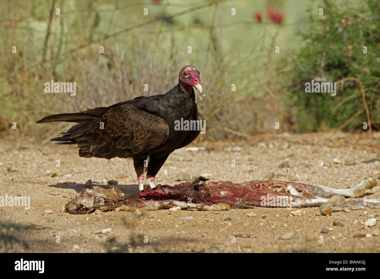 Urubu Cathartes aura) désert de Sonora - Arizona - USA - Se nourrir de la carcasse jackrabbit Banque D'Images