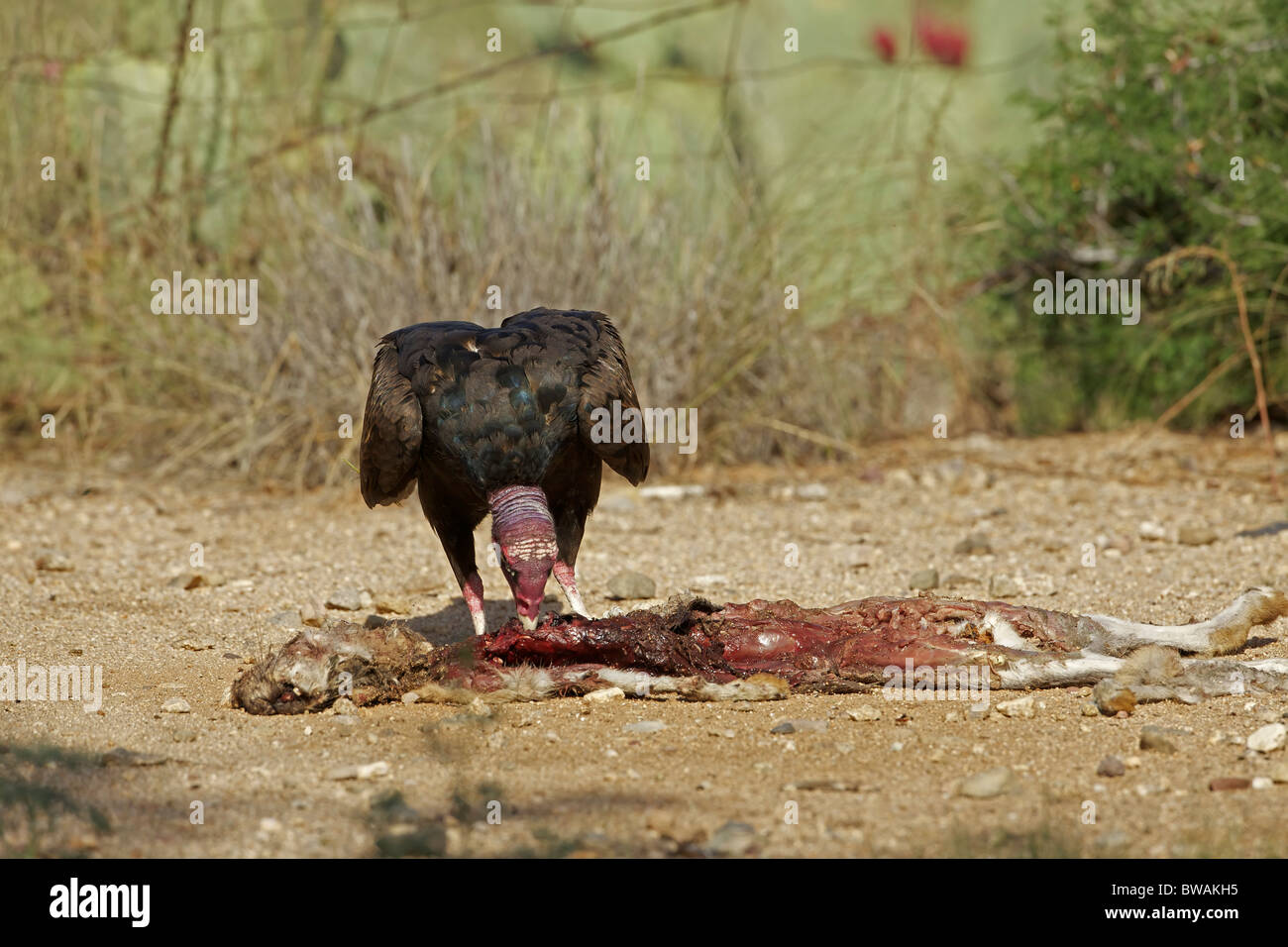 Urubu Cathartes aura) désert de Sonora - Arizona - USA - Se nourrir de la carcasse jackrabbit Banque D'Images