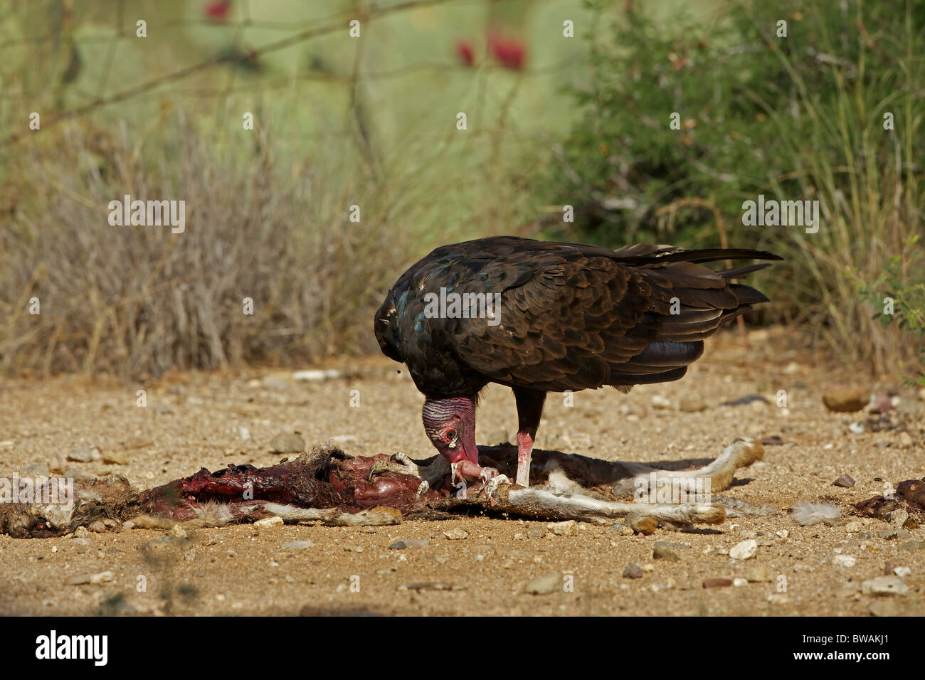 Urubu Cathartes aura) désert de Sonora - Arizona - USA - Se nourrir de la carcasse jackrabbit Banque D'Images
