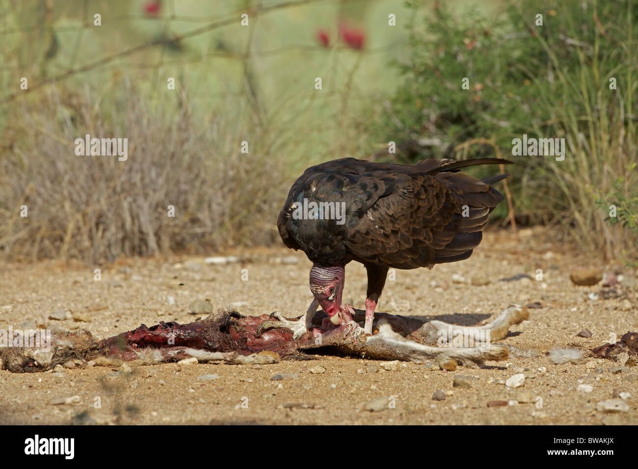 Urubu Cathartes aura) désert de Sonora - Arizona - USA - Se nourrir de la carcasse jackrabbit Banque D'Images
