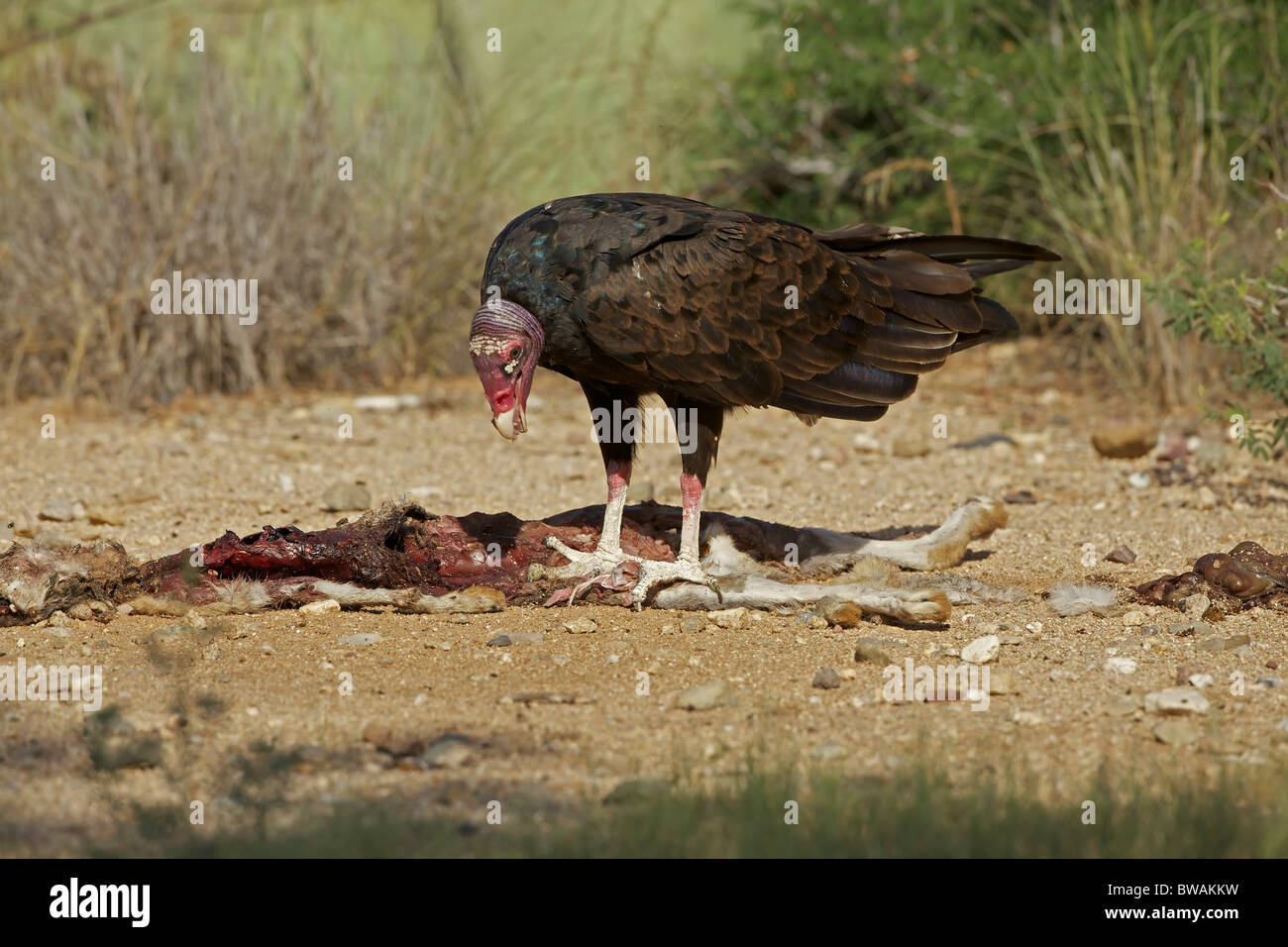 Urubu Cathartes aura) désert de Sonora - Arizona - USA - Se nourrir de la carcasse jackrabbit Banque D'Images