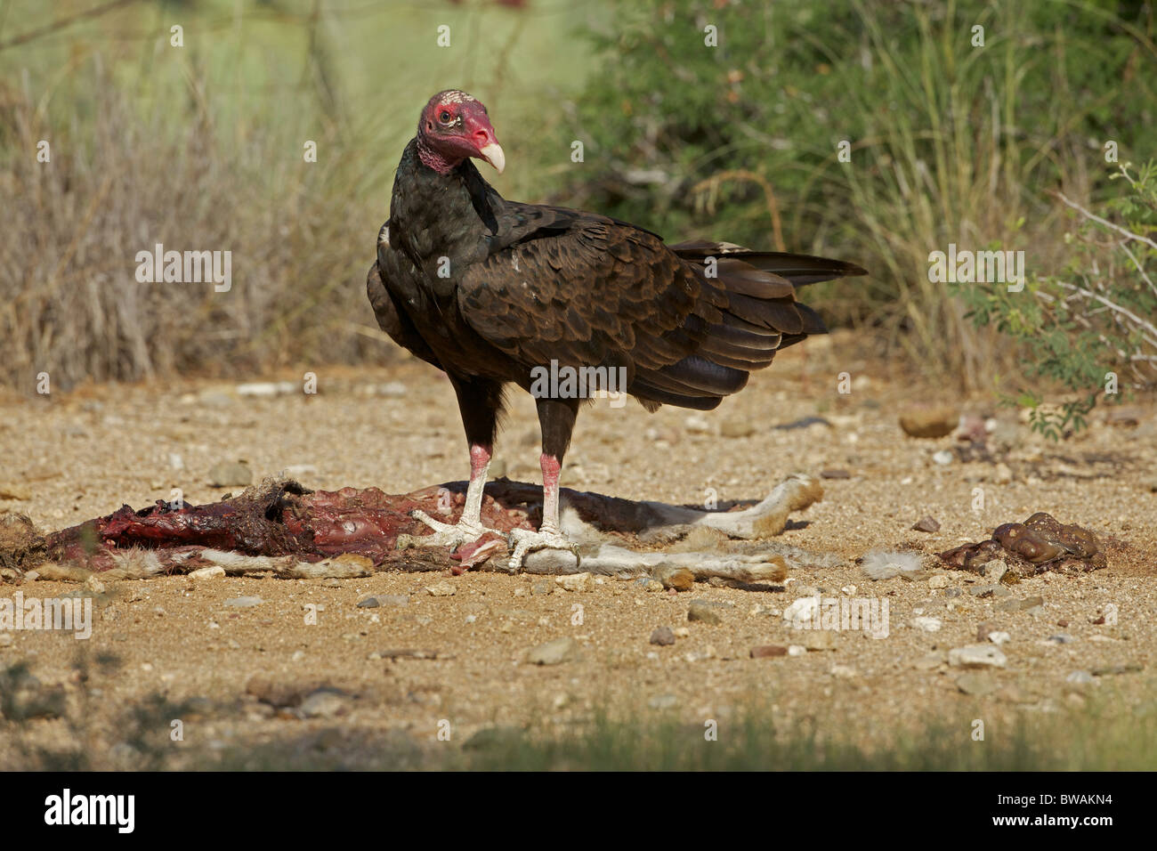 Urubu Cathartes aura) désert de Sonora - Arizona - USA - Se nourrir de la carcasse jackrabbit Banque D'Images