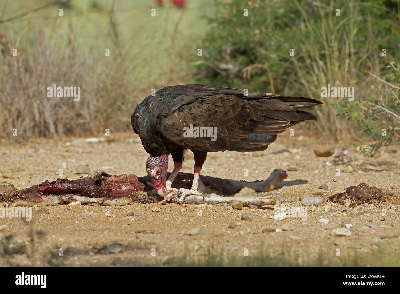 Urubu Cathartes aura) désert de Sonora - Arizona - USA - Se nourrir de la carcasse jackrabbit Banque D'Images