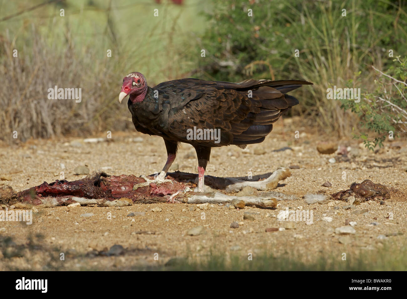 Urubu Cathartes aura) désert de Sonora - Arizona - USA - Se nourrir de la carcasse jackrabbit Banque D'Images