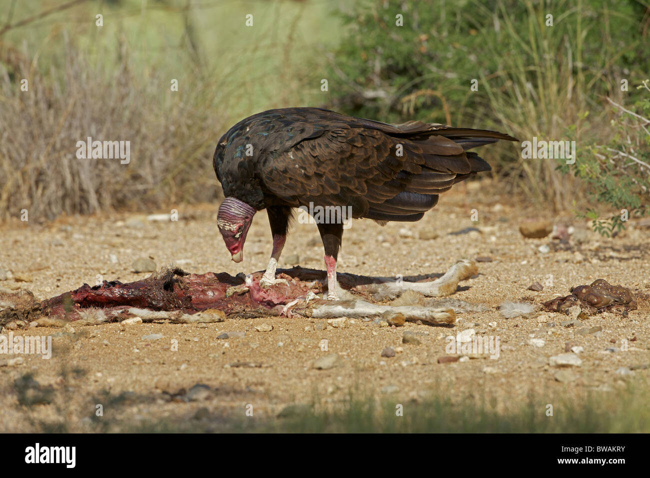 Urubu Cathartes aura) désert de Sonora - Arizona - USA - Se nourrir de la carcasse jackrabbit Banque D'Images