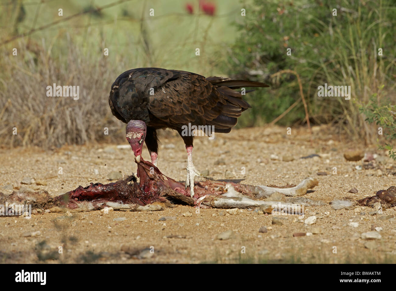 Urubu Cathartes aura) désert de Sonora - Arizona - USA - Se nourrir de la carcasse jackrabbit Banque D'Images