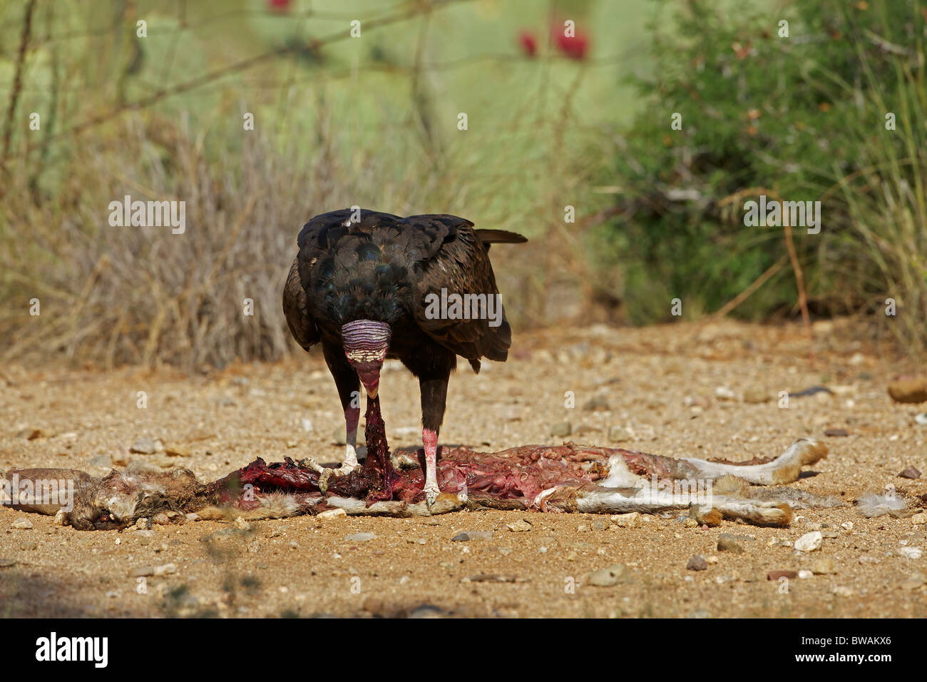 Urubu Cathartes aura) désert de Sonora - Arizona - USA - Se nourrir de la carcasse jackrabbit Banque D'Images
