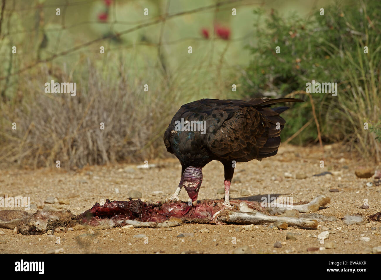 Urubu Cathartes aura) désert de Sonora - Arizona - USA - Se nourrir de la carcasse jackrabbit Banque D'Images