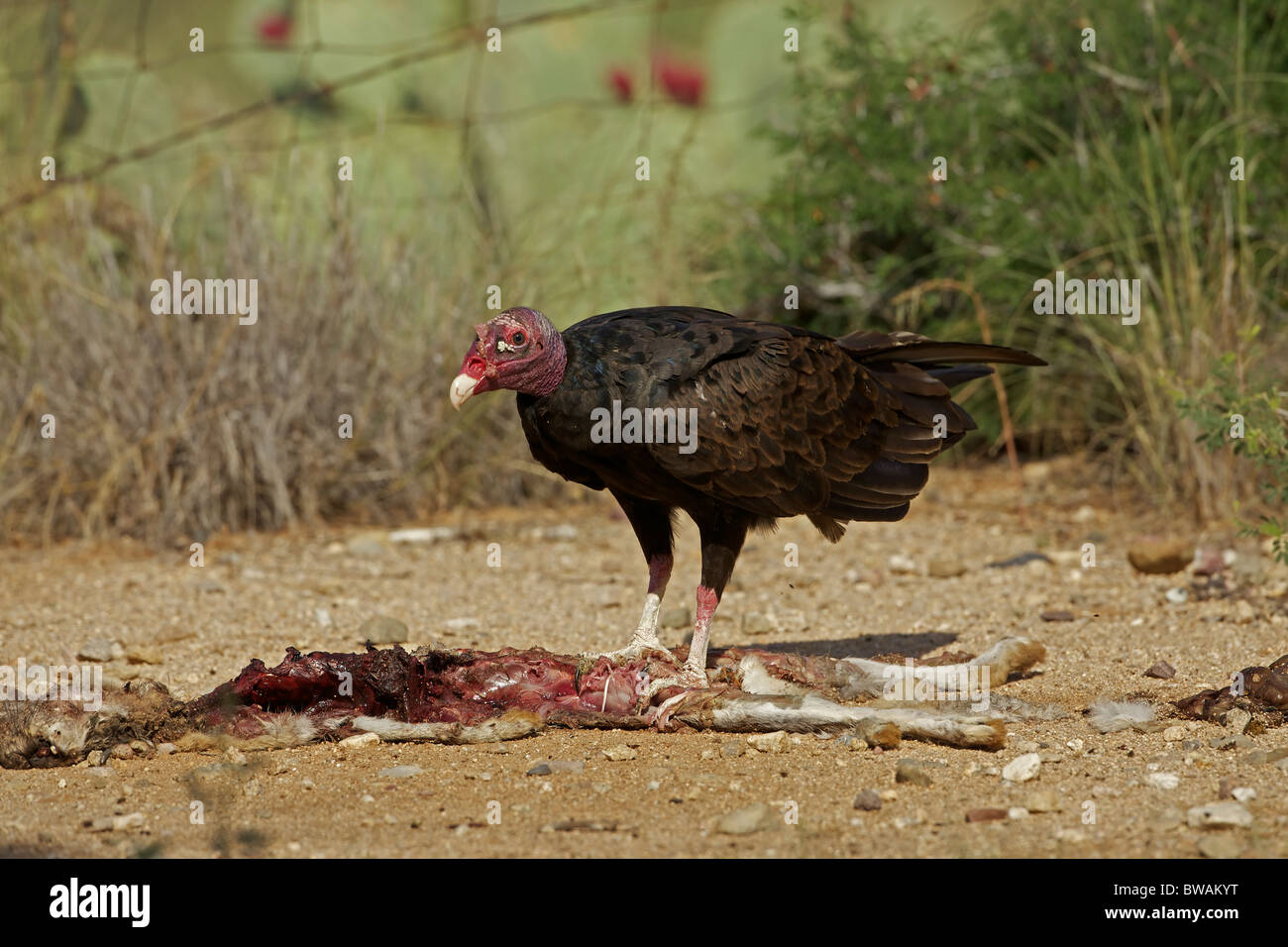 Urubu Cathartes aura) désert de Sonora - Arizona - USA - Se nourrir de la carcasse jackrabbit Banque D'Images