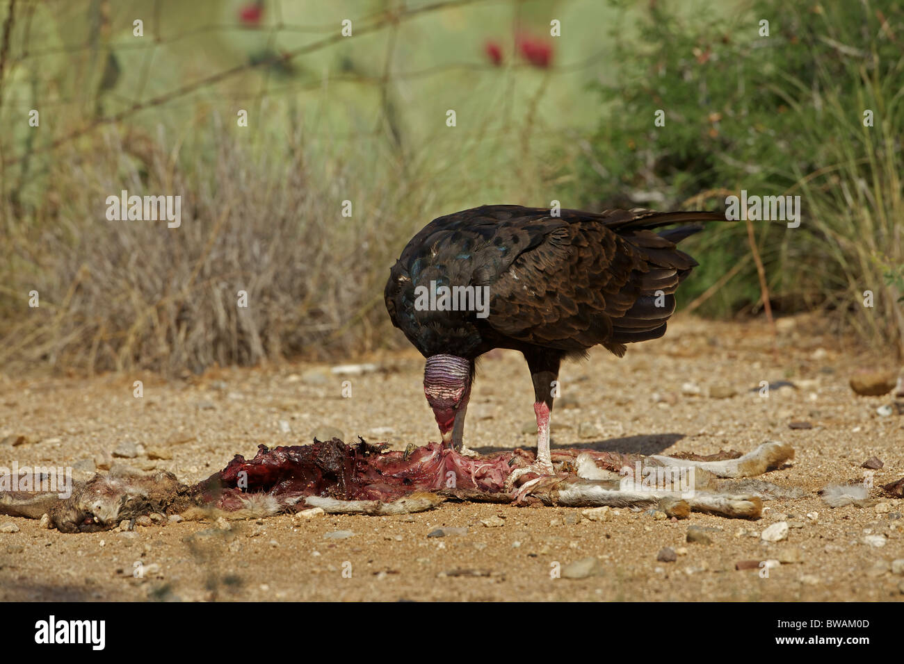 Urubu Cathartes aura) désert de Sonora - Arizona - USA - Se nourrir de la carcasse jackrabbit Banque D'Images