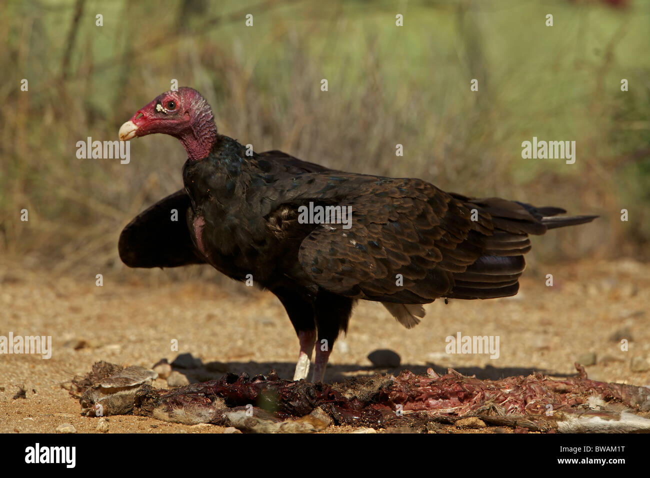 Urubu Cathartes aura) désert de Sonora - Arizona - USA - Se nourrir de la carcasse jackrabbit Banque D'Images
