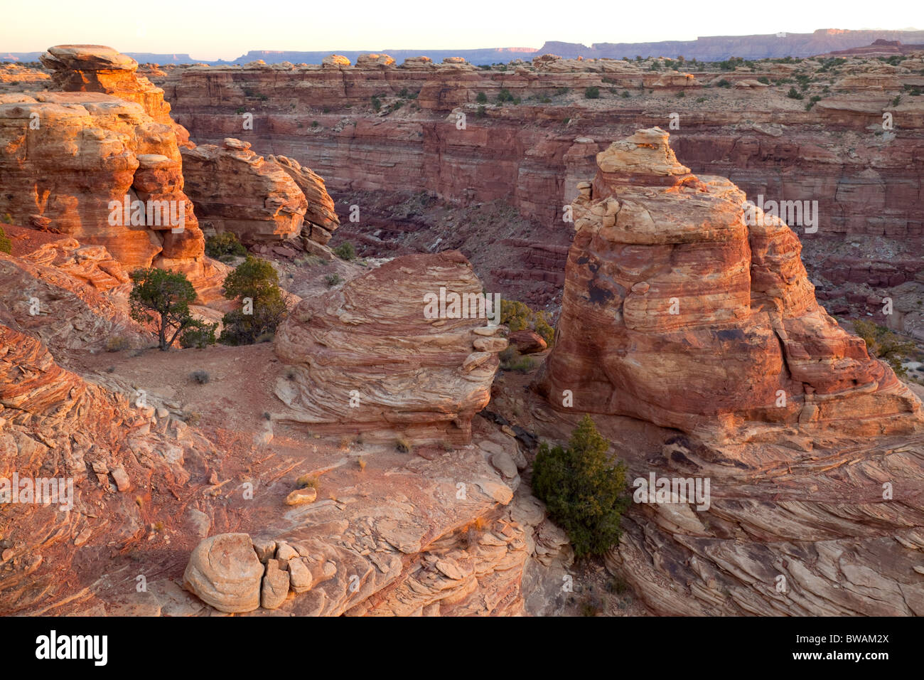 Le printemps de Slick Rock Canyon Trail, les aiguilles, l'unité de Canyonlands National Park, Utah Banque D'Images