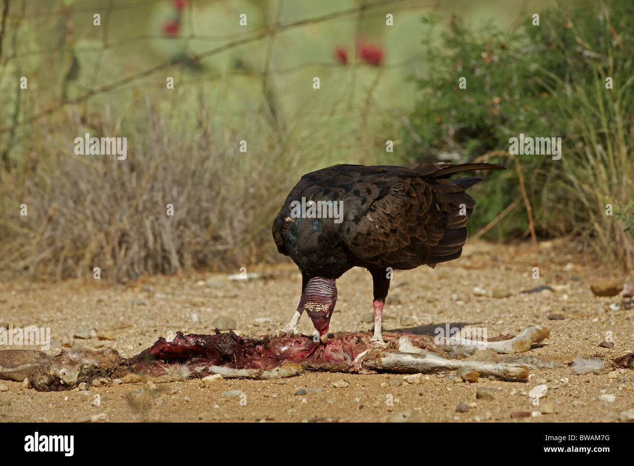 Urubu Cathartes aura) désert de Sonora - Arizona - USA - Se nourrir de la carcasse jackrabbit Banque D'Images