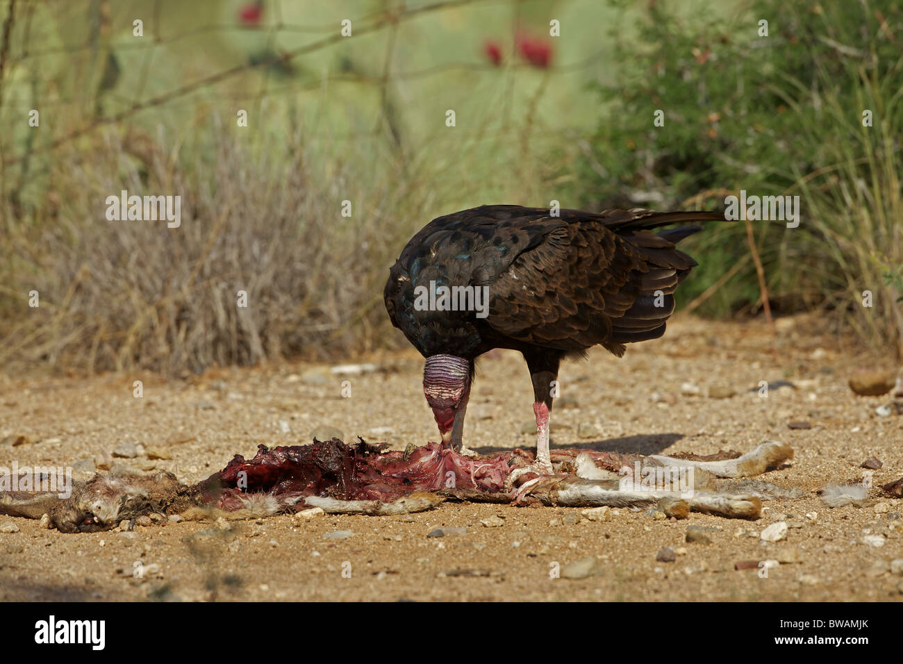 Urubu Cathartes aura) désert de Sonora - Arizona - USA - Se nourrir de la carcasse jackrabbit Banque D'Images
