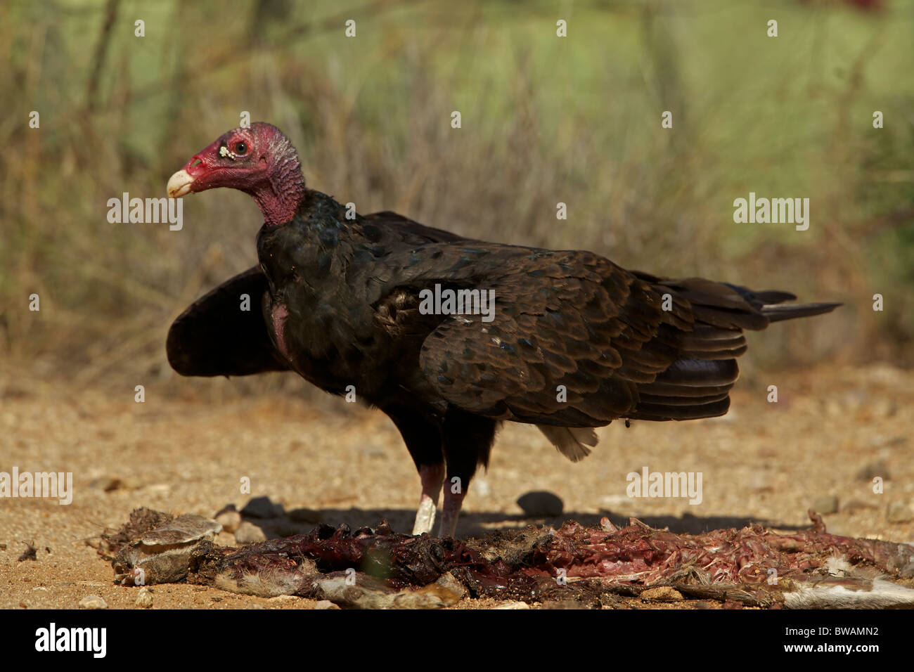 Urubu Cathartes aura) désert de Sonora - Arizona - USA - Se nourrir de la carcasse jackrabbit Banque D'Images