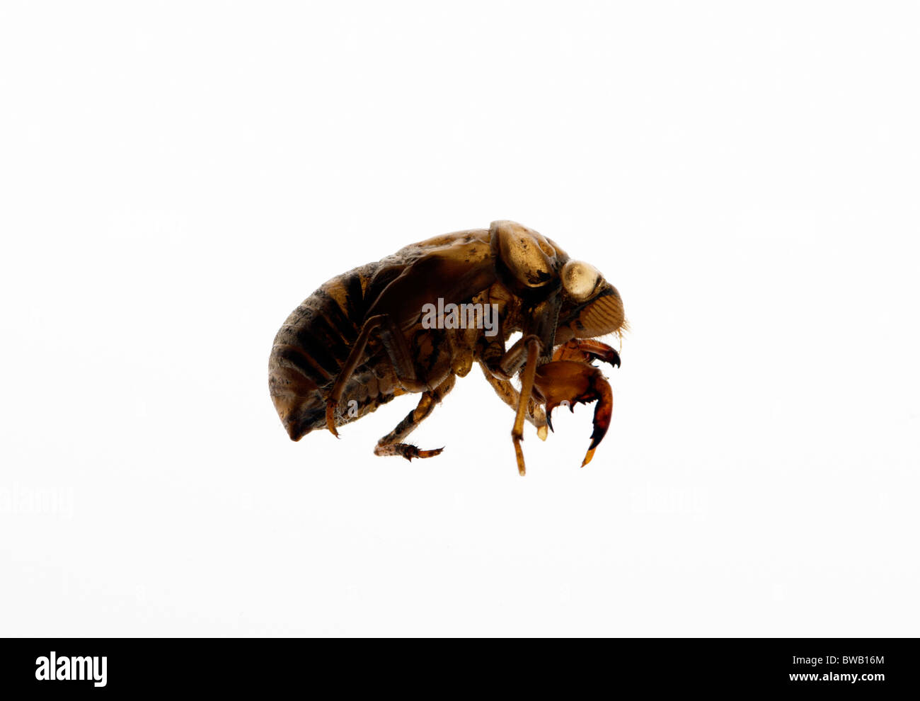 SHELL CICADA CICADA, peau, JAPONAIS CIGALE, insecte, avec peau Banque D'Images