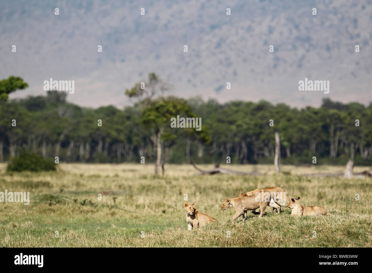 Les Lions de l'Musiara Marsh pride, Masai Mara, Kenya. Banque D'Images