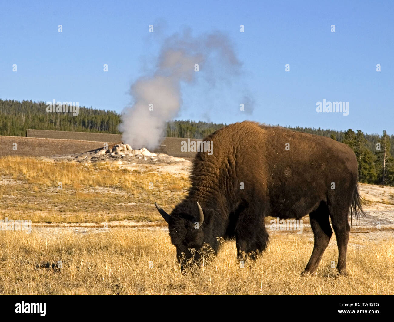 Par Bison Old Faithful Geyser, Yellowstone Banque D'Images